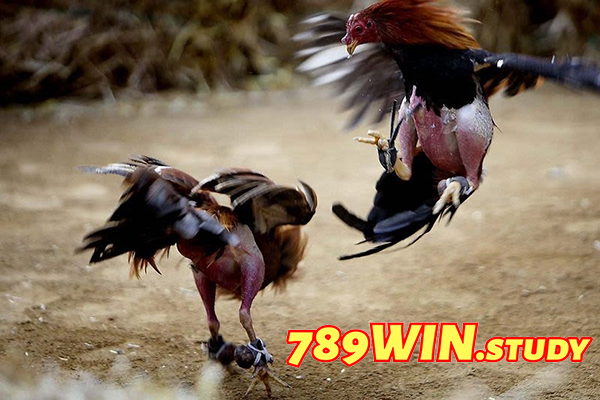 Đá gà đỉnh cao: Lý do bạn nên chọn đá gà 789win!